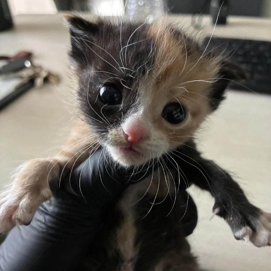 CORIANDER - Domestic Shorthair available for adoption