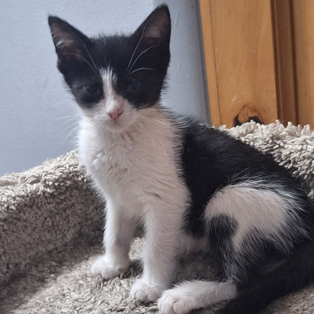 COOKIE - Domestic Shorthair available for adoption