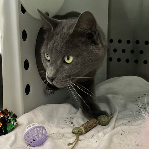 BACKYARD BOYFRIEND - Domestic Shorthair available for adoption