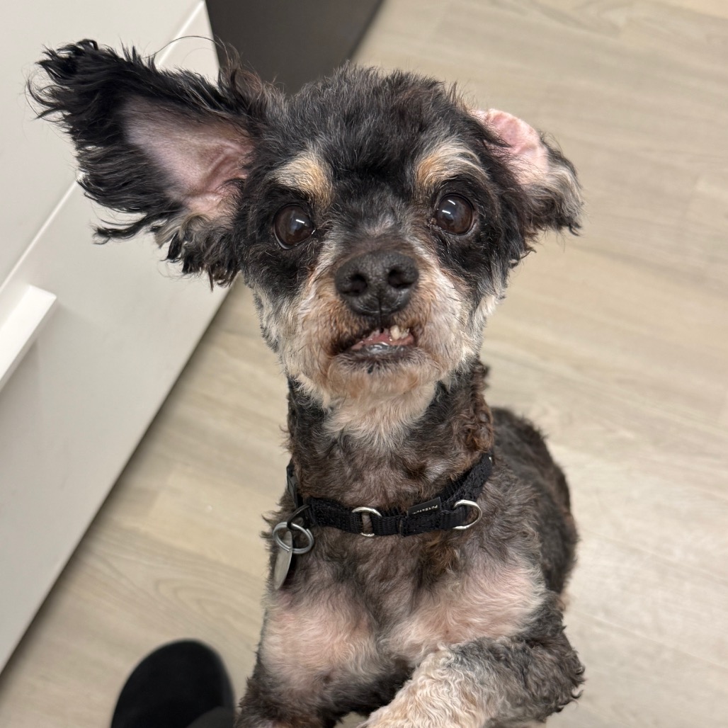 Knox — thumbnail 4