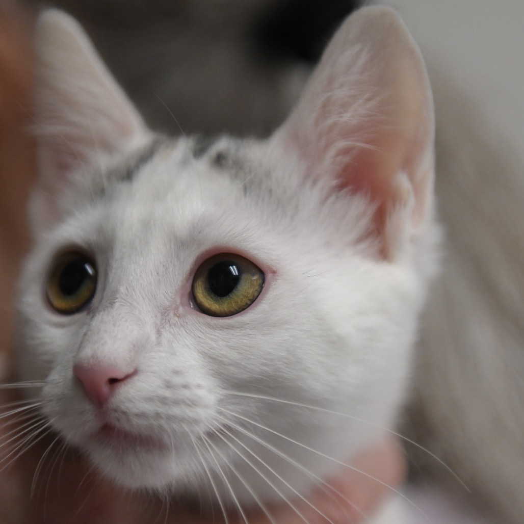 Juana Azurduy - Domestic Shorthair