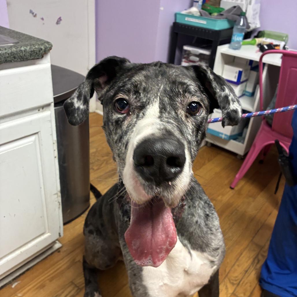 Great Dane