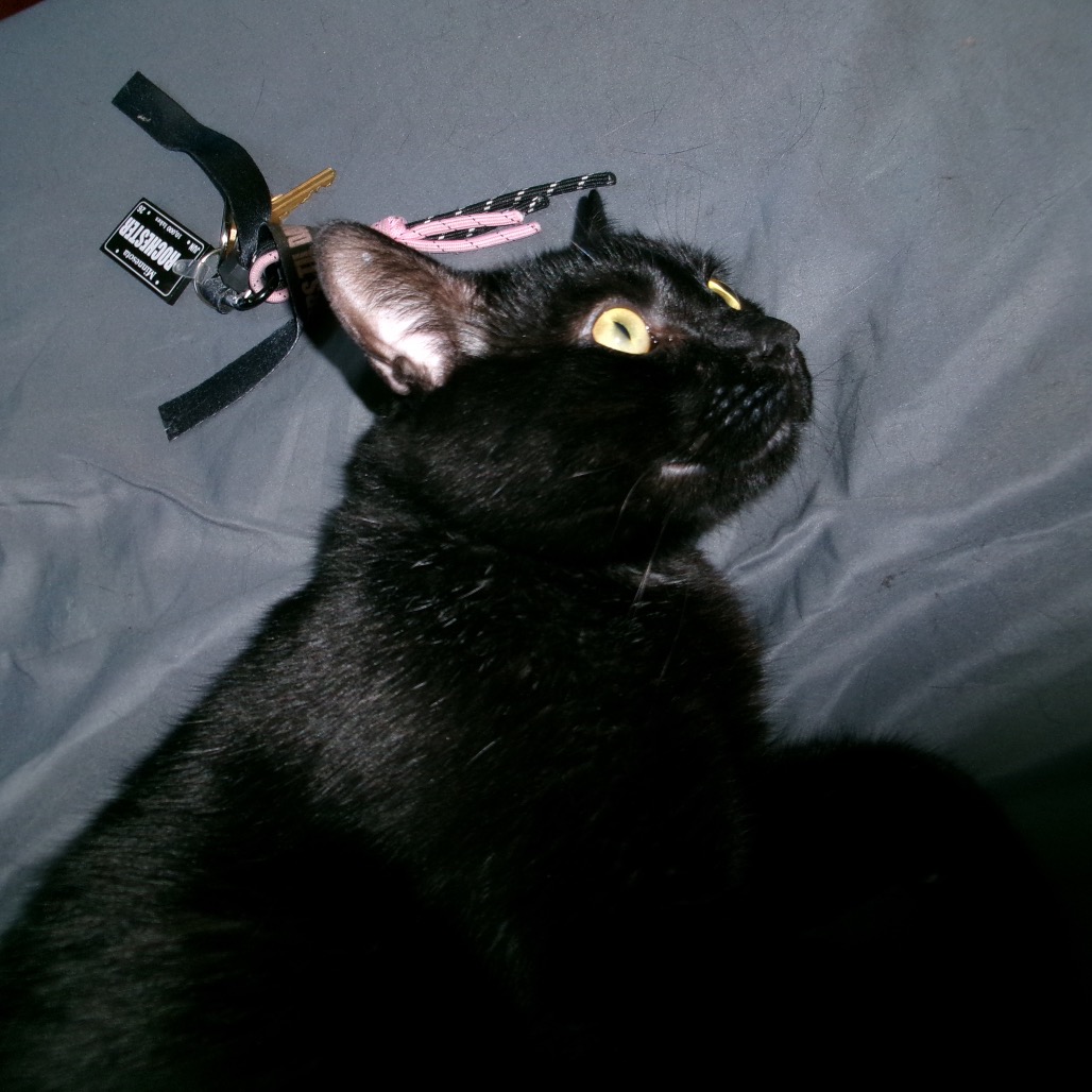 Finnley