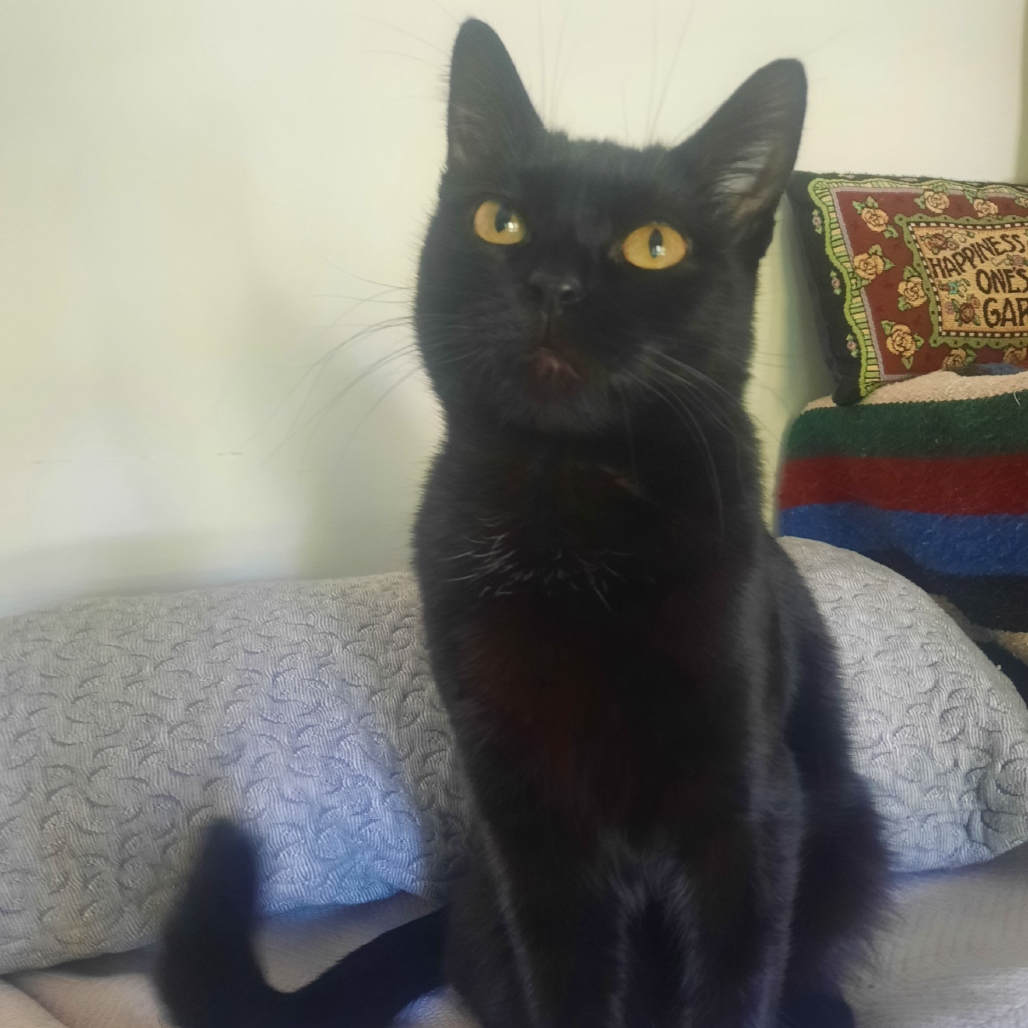 Cinder