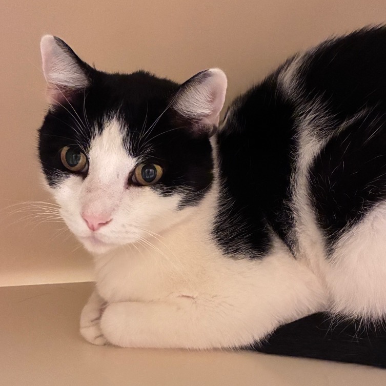 BOI BOI - Domestic Shorthair available for adoption