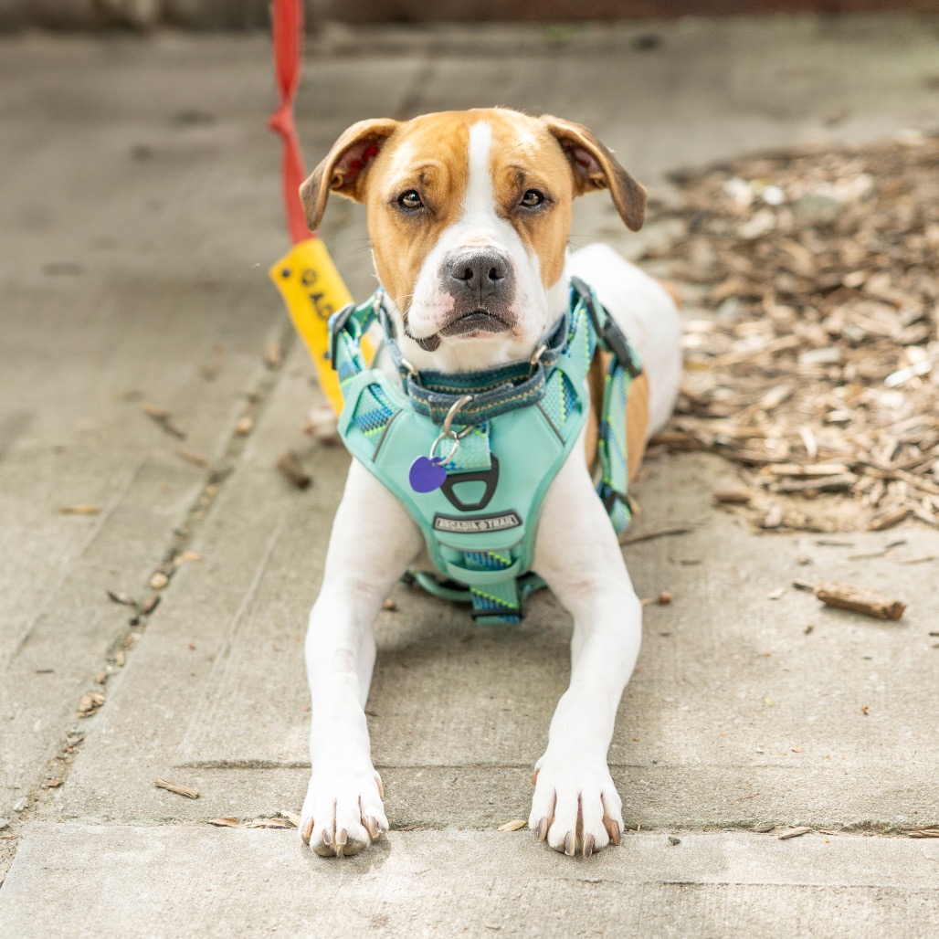 Maebelle — thumbnail 4