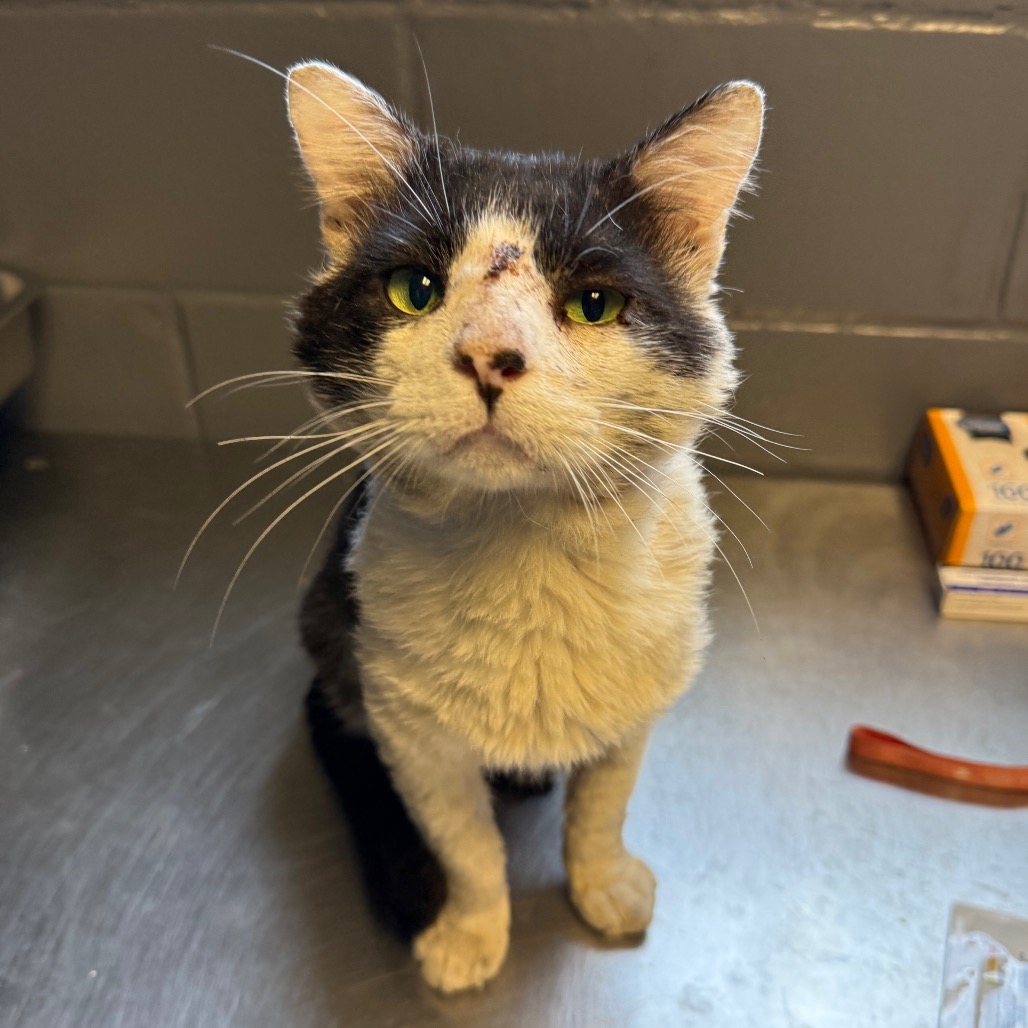 Tusc Stray 84126