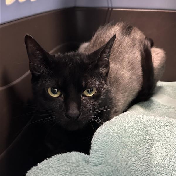 Photo of Unpack Your Adjectives!