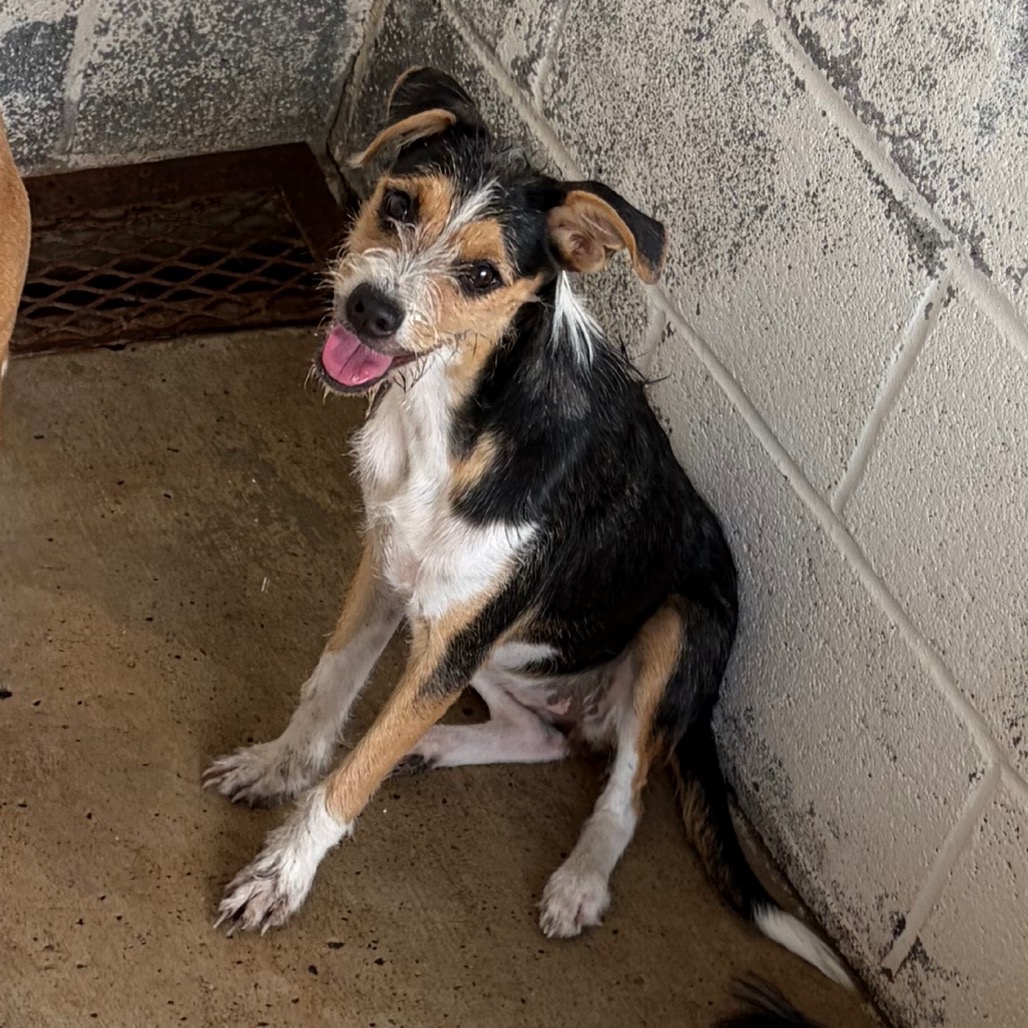TRINA - Terrier / Mixed Breed (Medium) available for adoption
