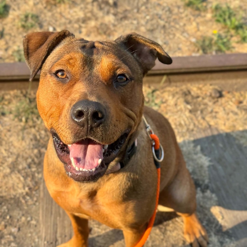 Pit Bull