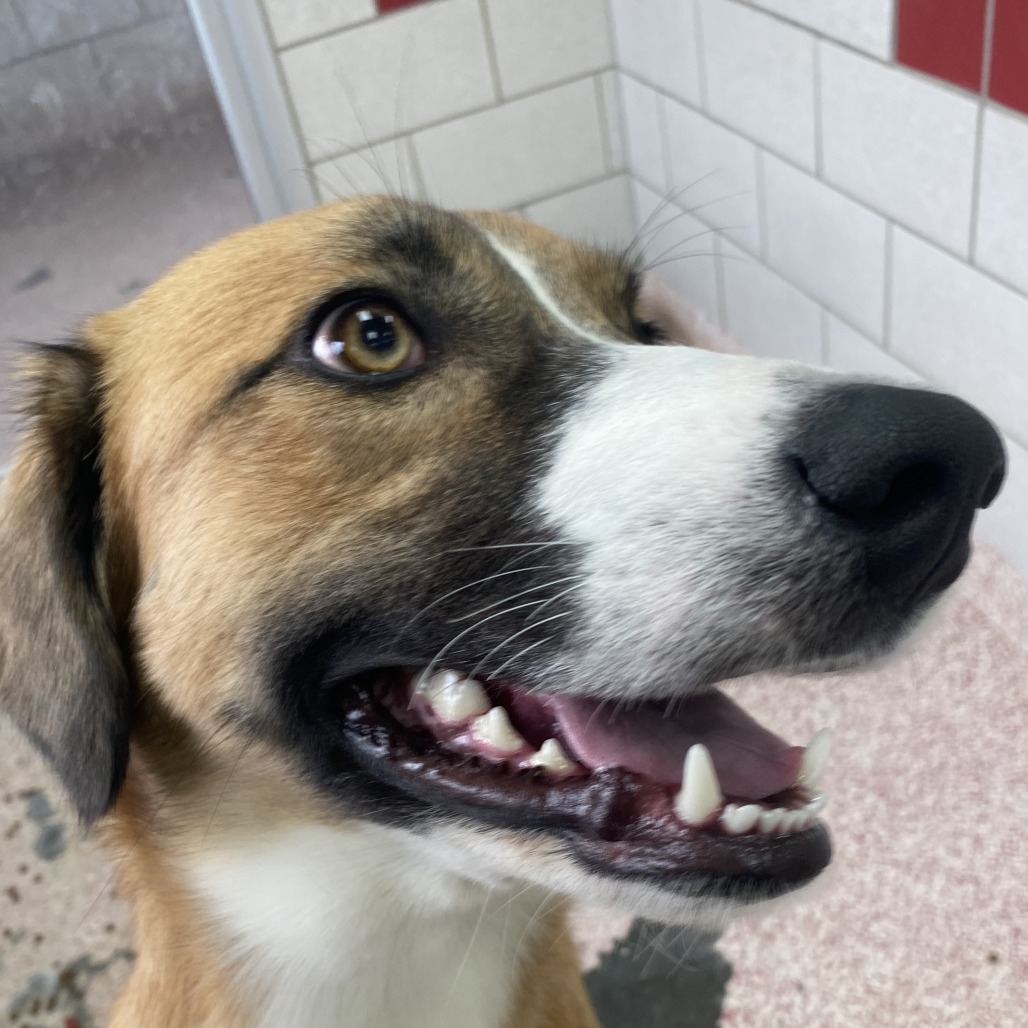 SUNNY - Mixed Breed (Medium) available for adoption