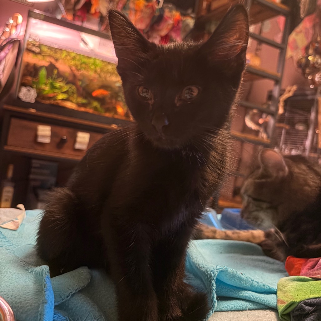 Enderman: I'm in foster, call to meet me!, photo 4