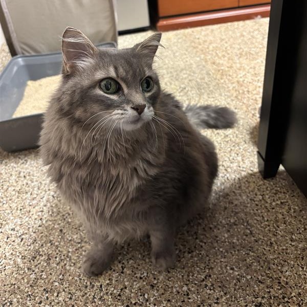 MOLLY - Domestic Longhair available for adoption