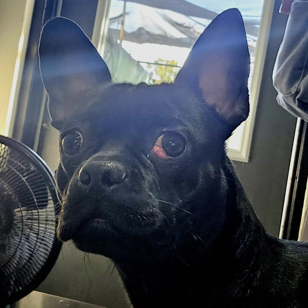 Saint  **STRAY HOLD-NOT AVAILABLE**