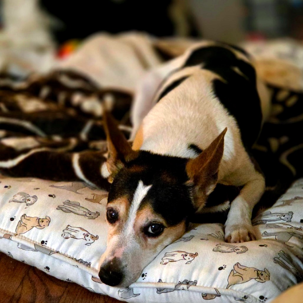 Hedy (Peanut), photo 2