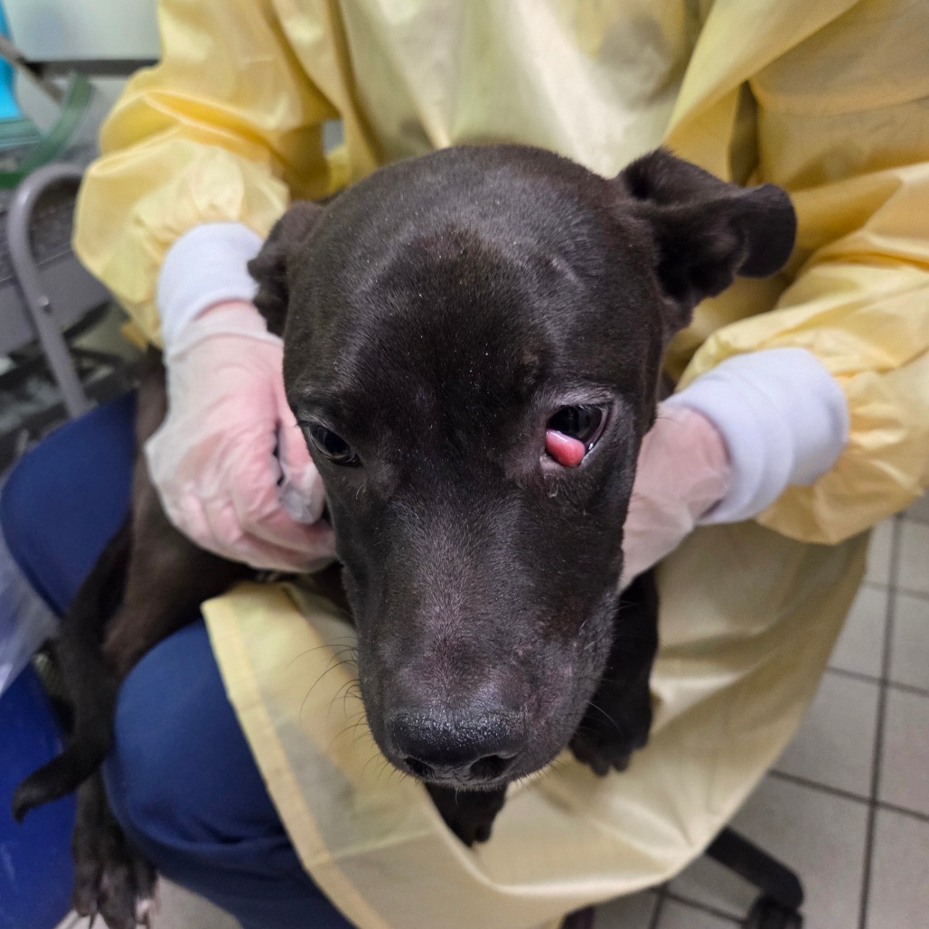 Shivers — thumbnail 2