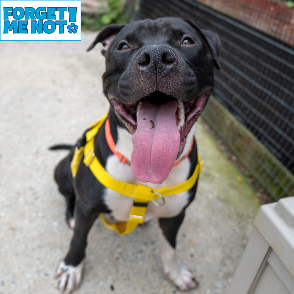 MR. BUDDY MAN - Terrier / American Pit Bull available for adoption