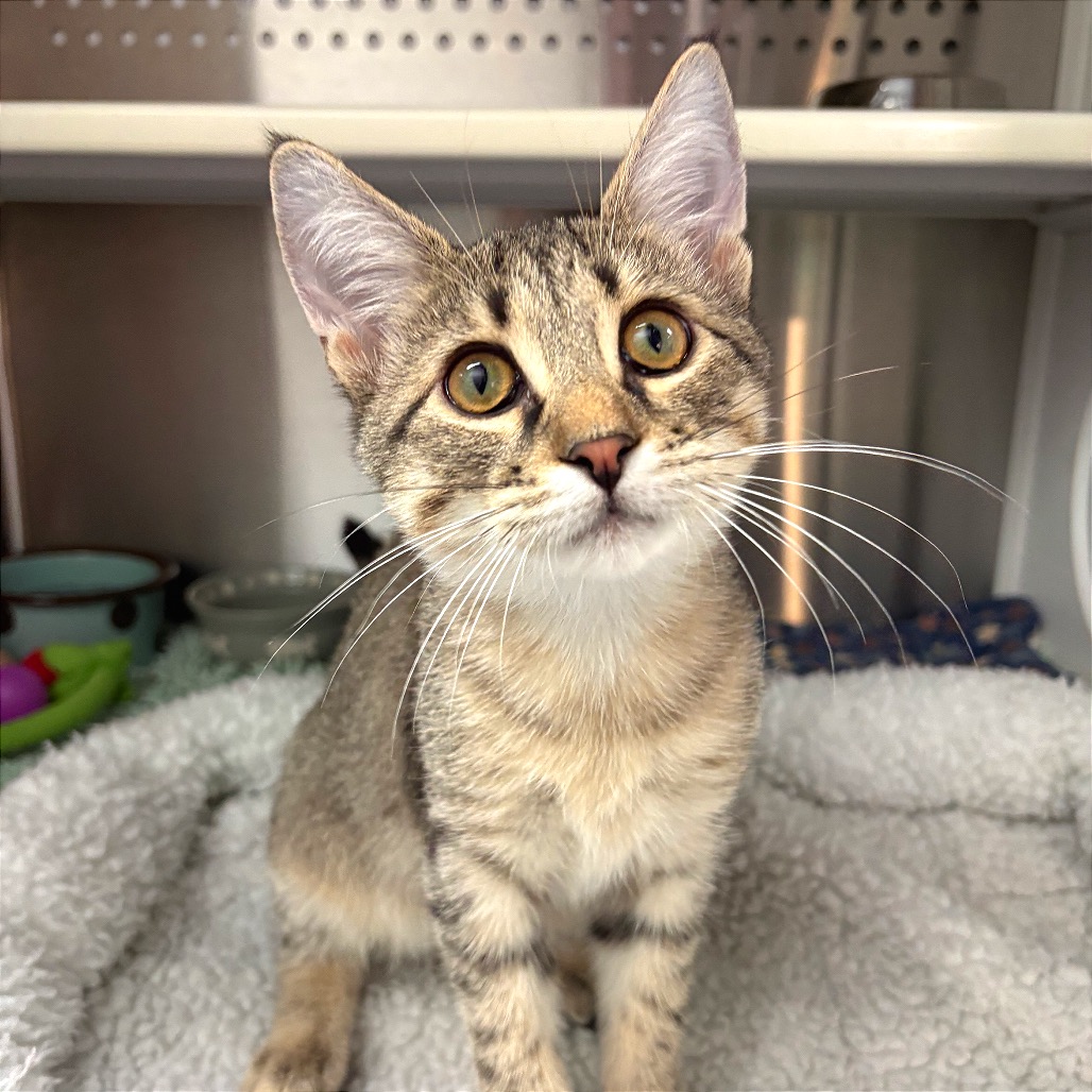 CLAWD WOLF - Domestic Shorthair available for adoption