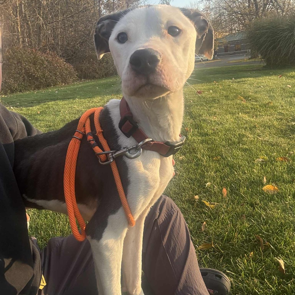 Champion-Foster — thumbnail 4