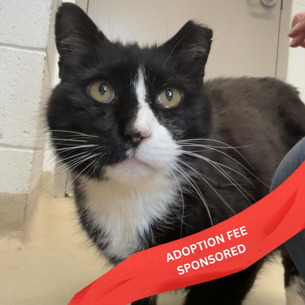 SOCKS (IN FOSTER) - Domestic Shorthair available for adoption