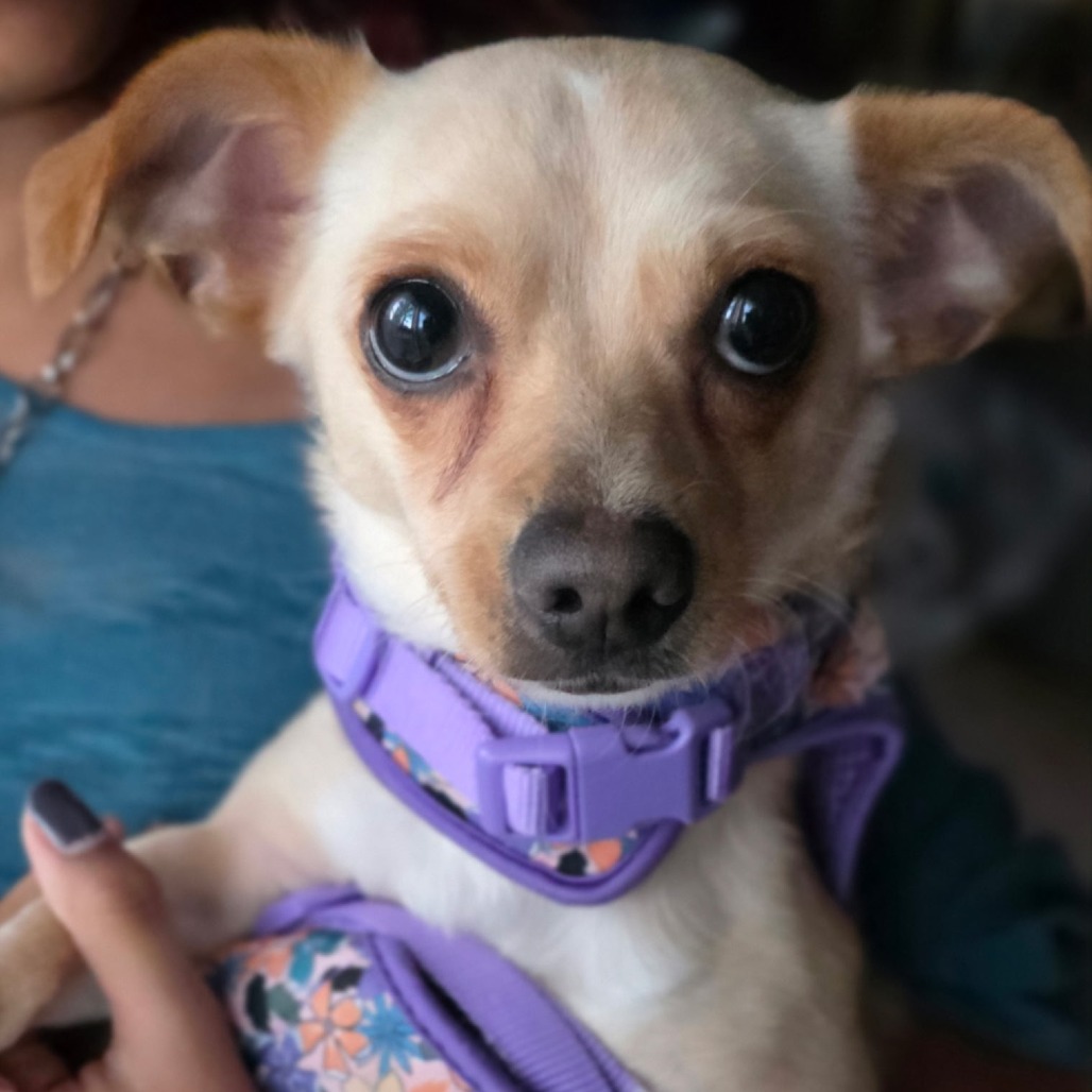 CARAMELO - Chihuahua available for adoption