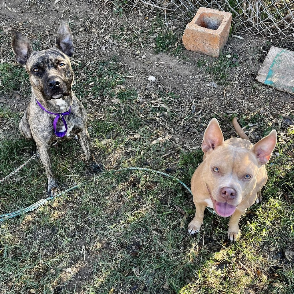 Piggy — thumbnail 6