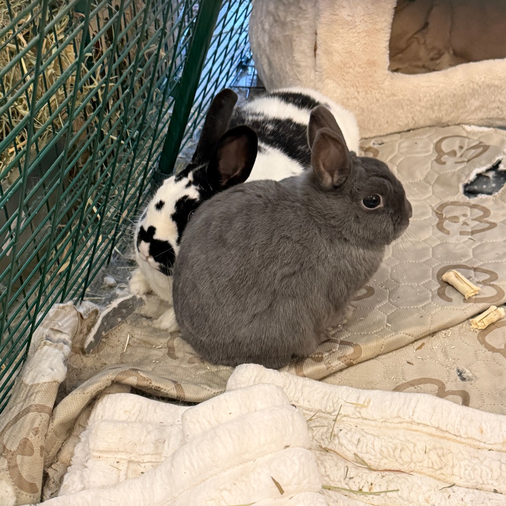 Buns (bonded with Nelly), photo 3