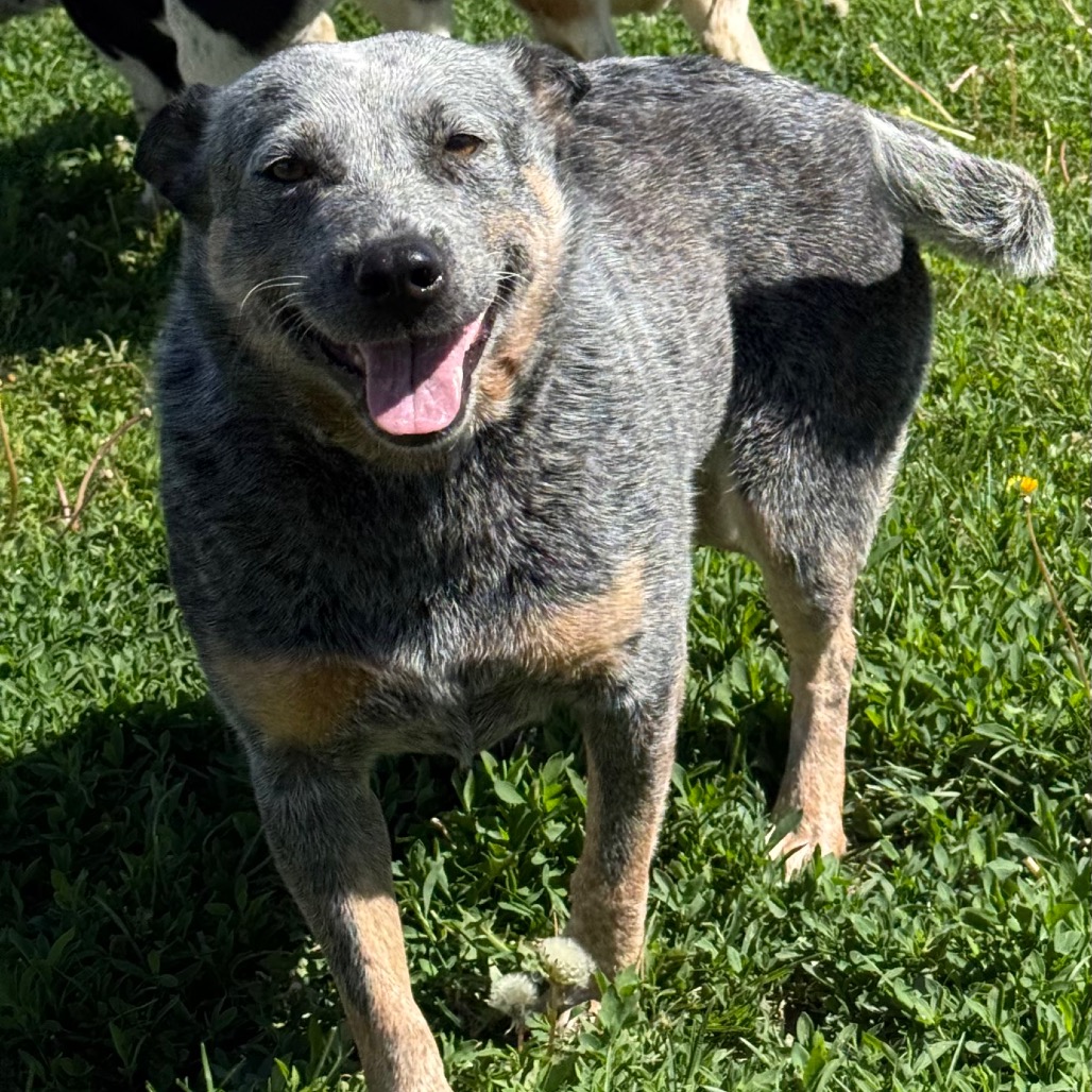 Pebble Ranch Rescue Pebbles is available for adoption at Almost Home Animal Rescue