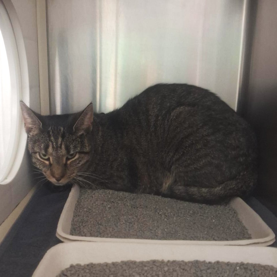 CRIOLLO - Domestic Shorthair available for adoption