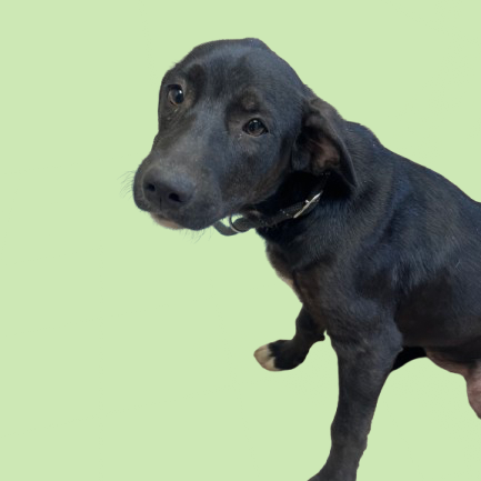 Tusc Stray 81583 2