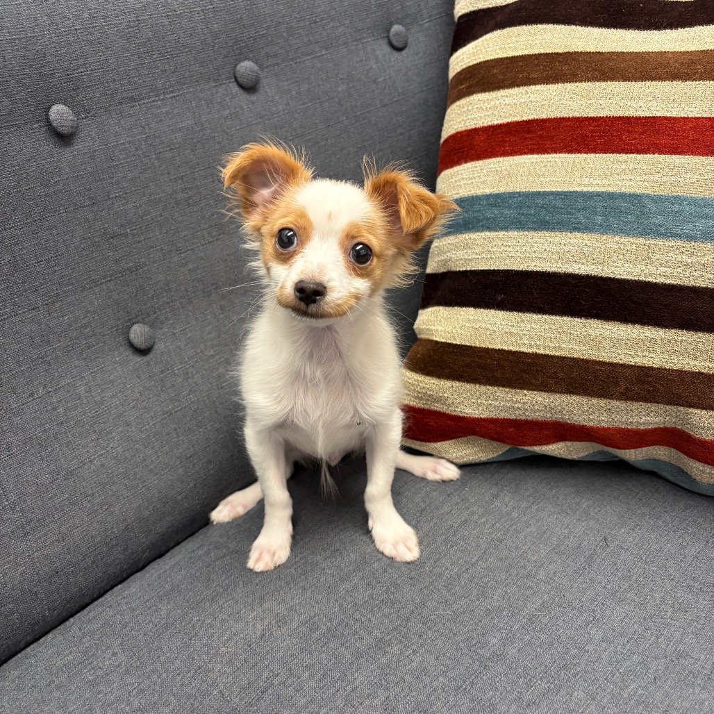 BENNY - Chihuahua available for adoption