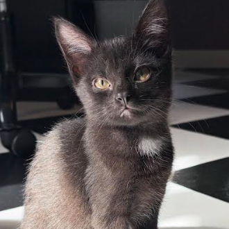 Jade, available for adoption