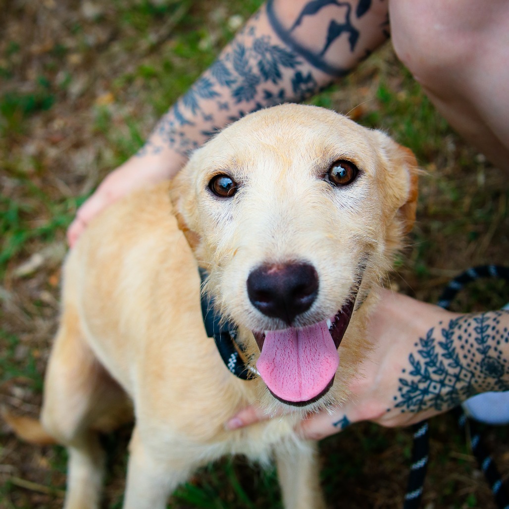 FLUTE - Schnauzer / Retriever, Labrador available for adoption
