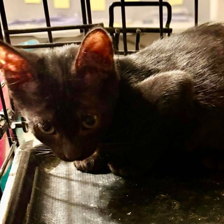 LARRY - Domestic Shorthair / Mix available for adoption