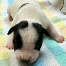PETEY - Terrier / Mixed Breed (Small) available for adoption