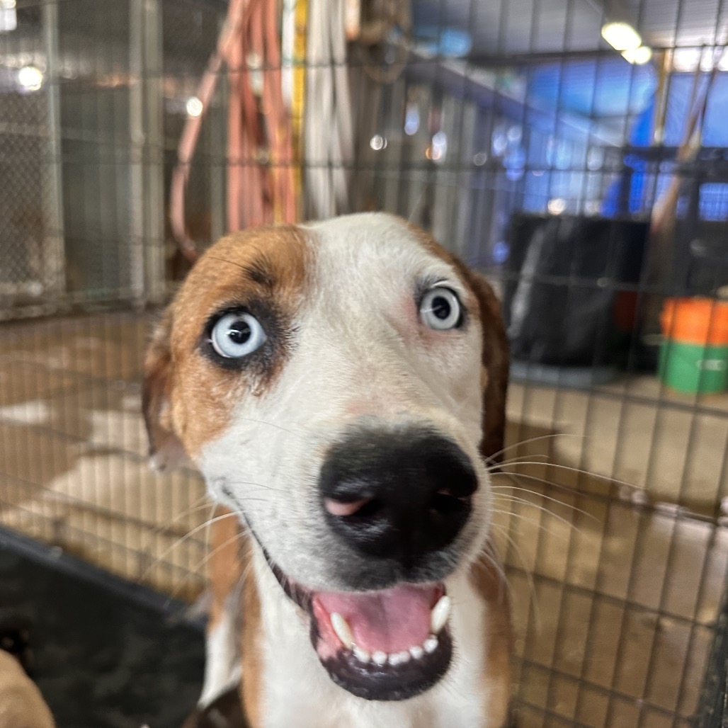 LENA - Terrier / American Staffordshire available for adoption