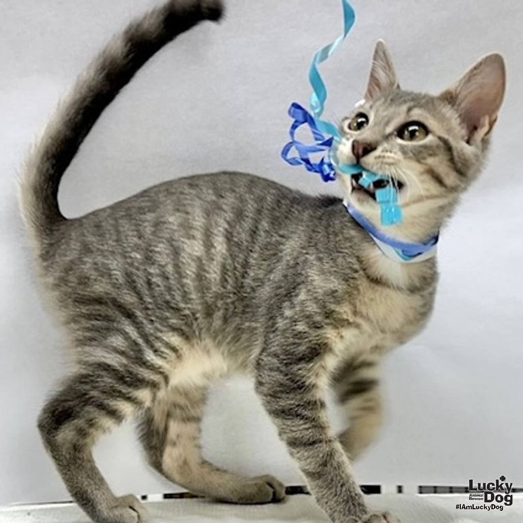 JOEY - Domestic Shorthair available for adoption