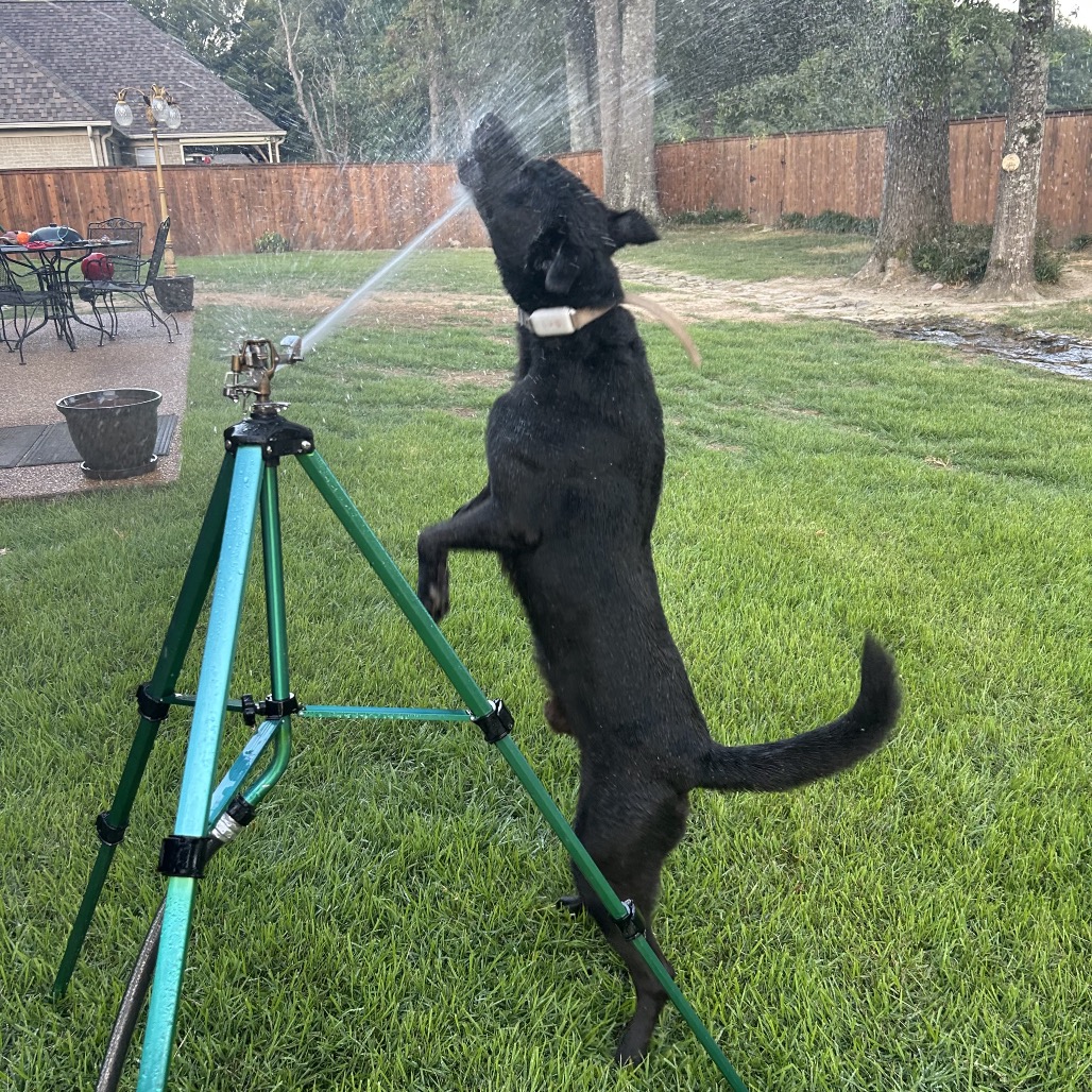 Jet, photo 16