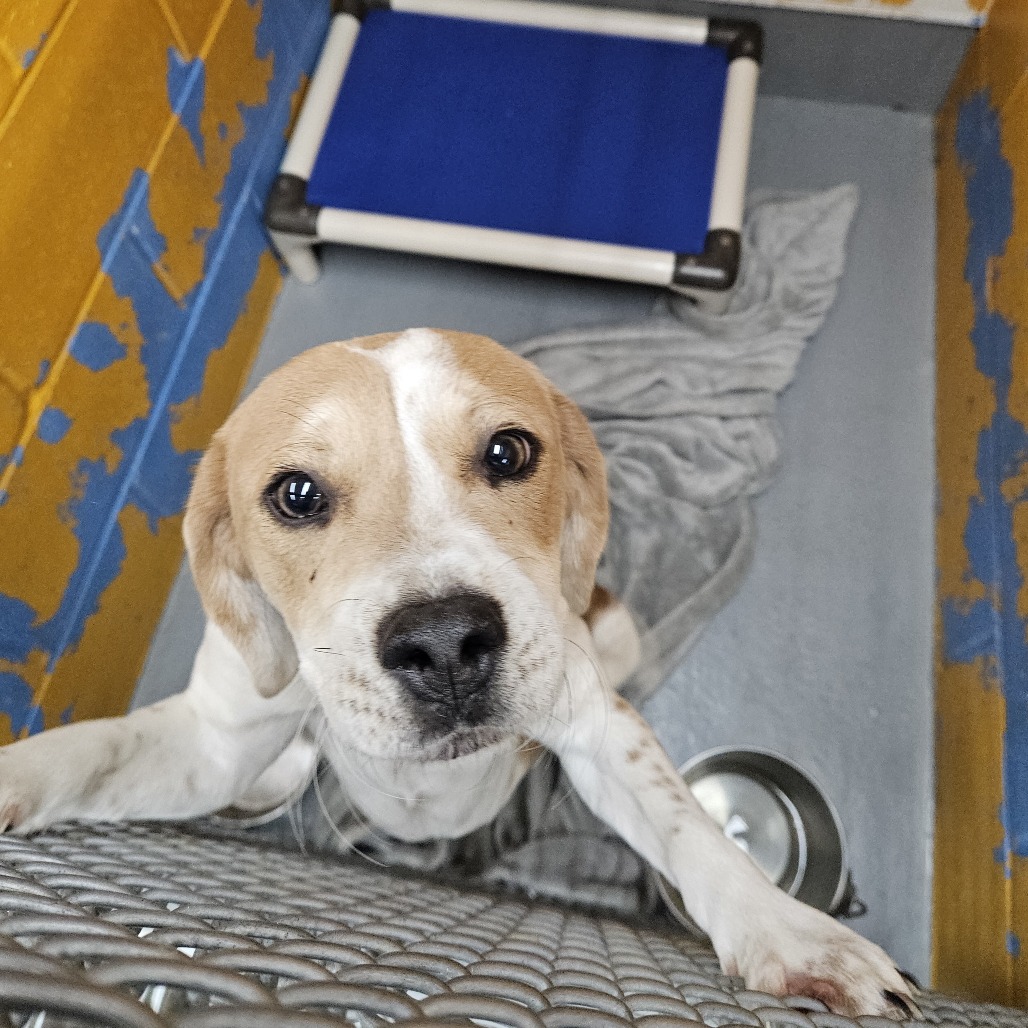 BUCK - Beagle / Mix available for adoption