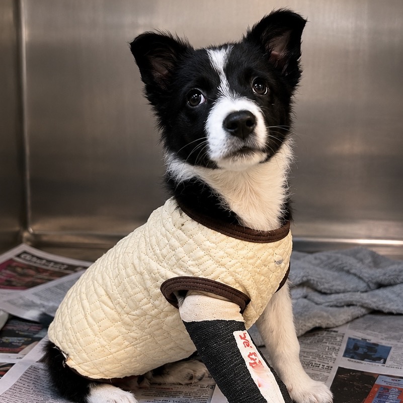 Starfire , available for adoption at PVAS