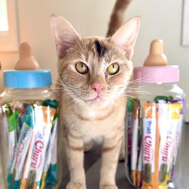 GOLDIE HAWN - Domestic Shorthair available for adoption