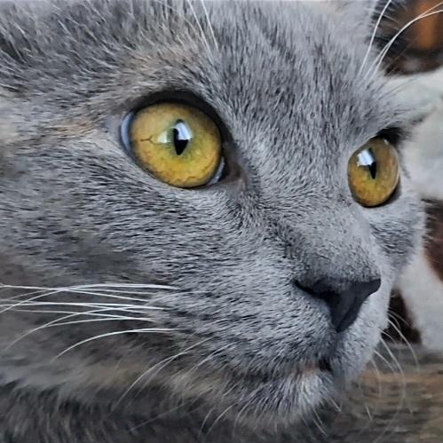 Sylvie — thumbnail 5