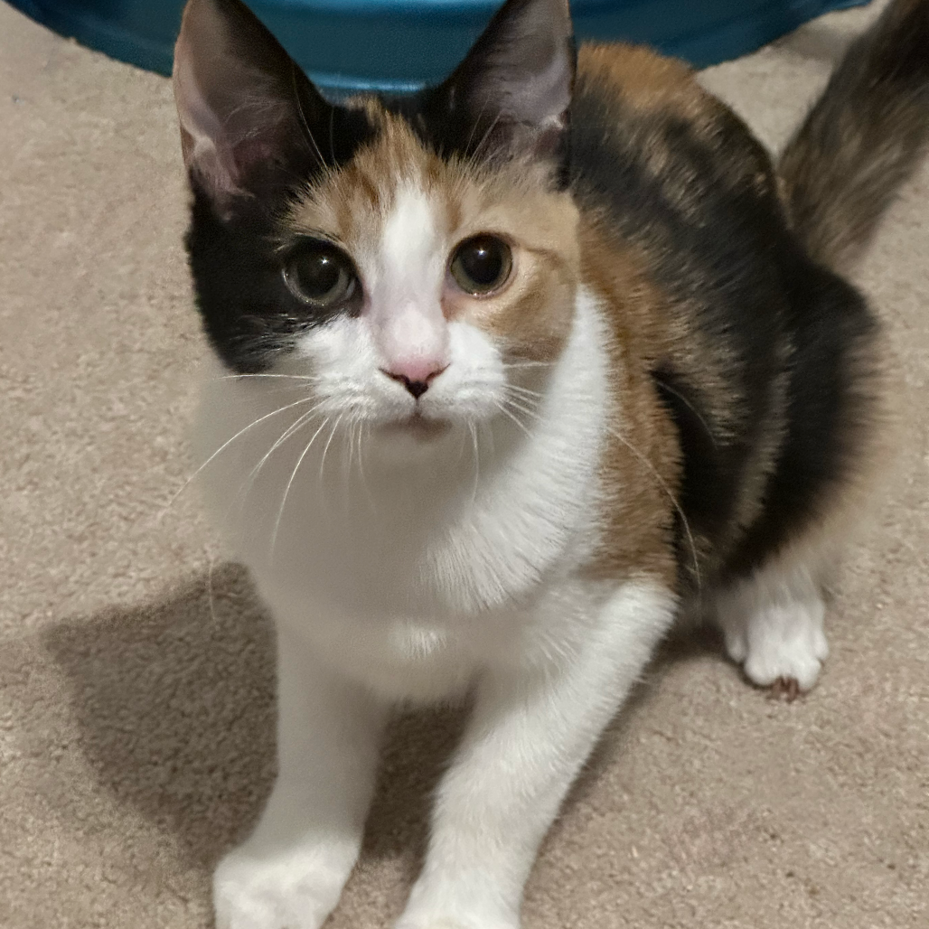 Gaia — thumbnail 2