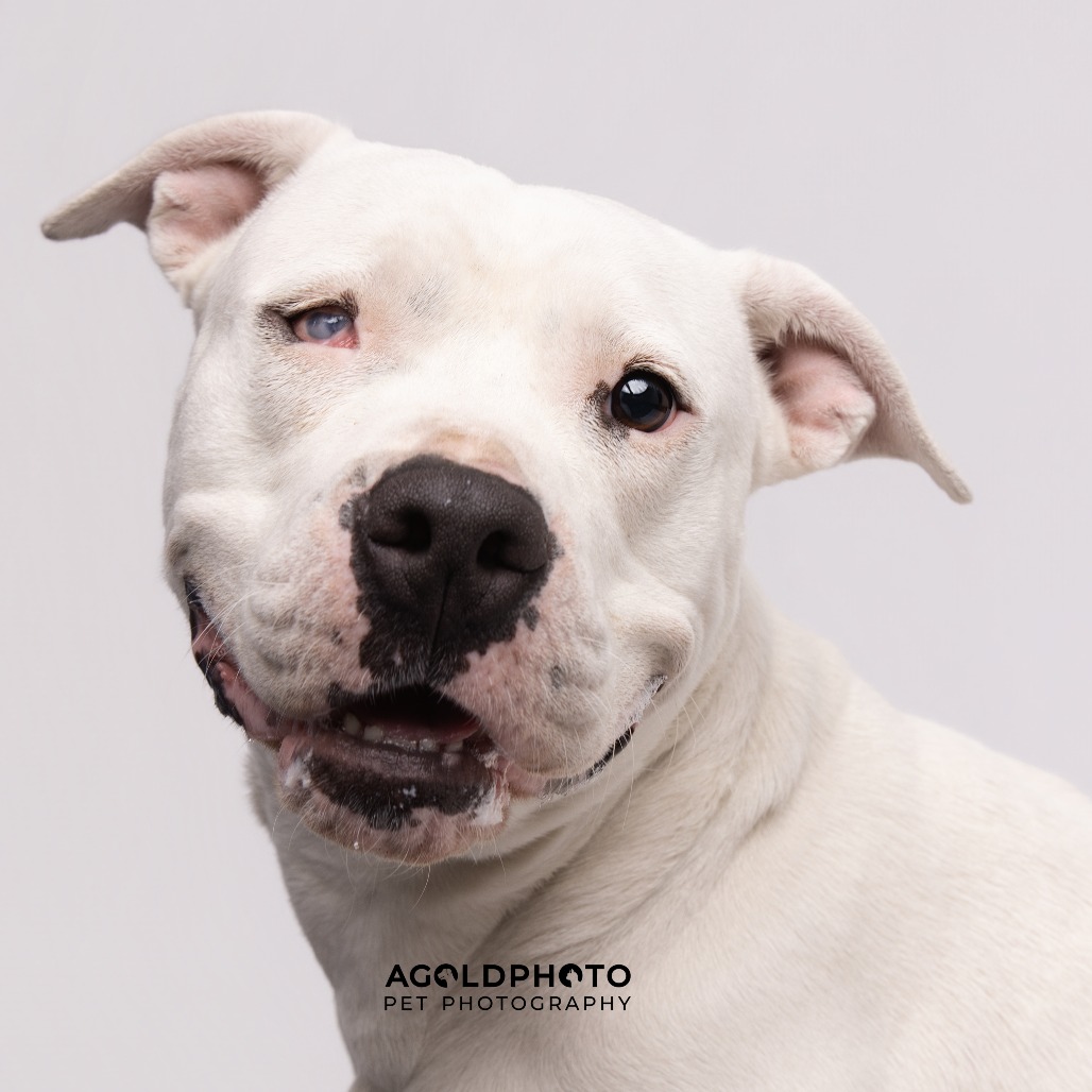 Mama is available for adoption at Humane Society of Tampa Bay ...