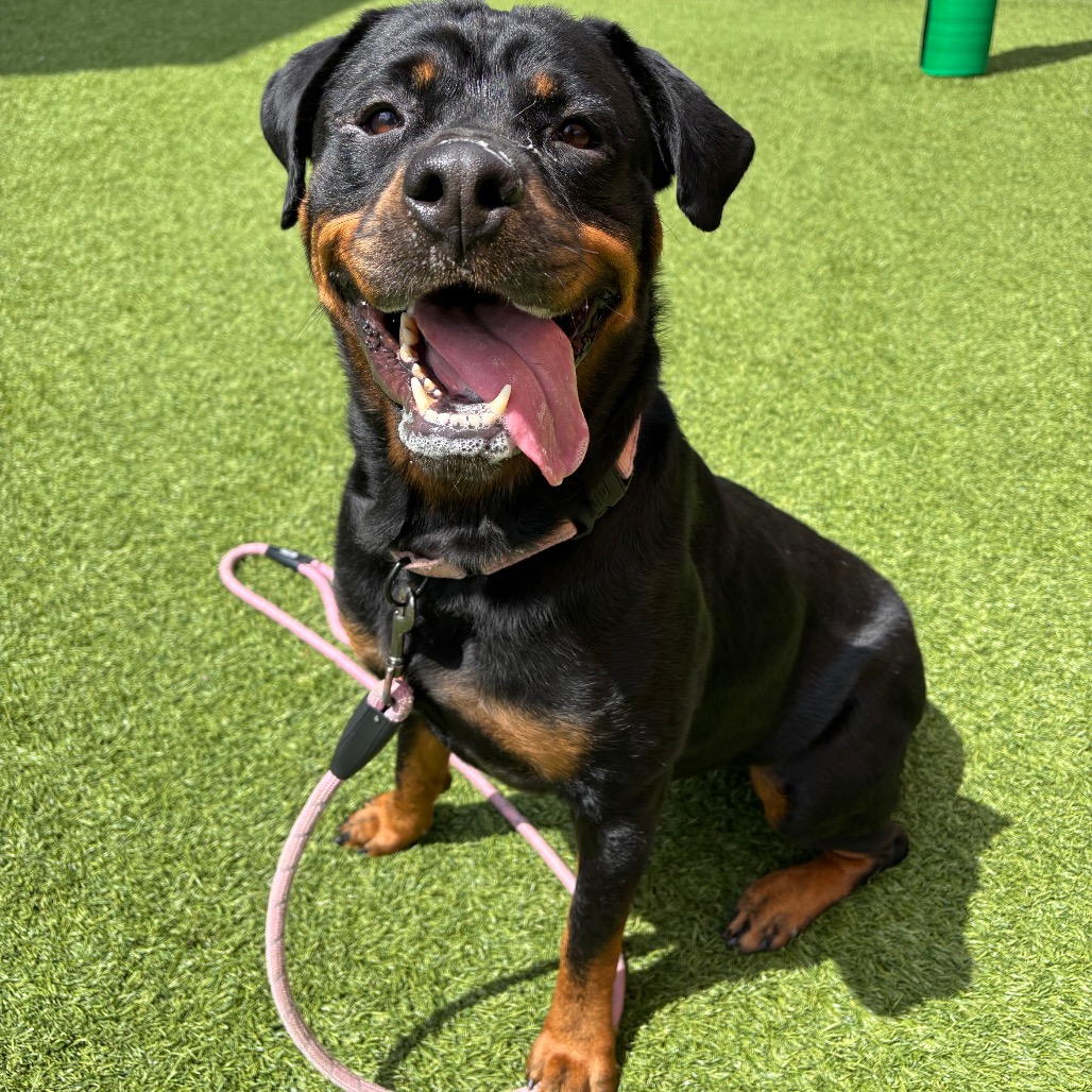 SUGAR - Rottweiler / Mixed Breed (Large) available for adoption