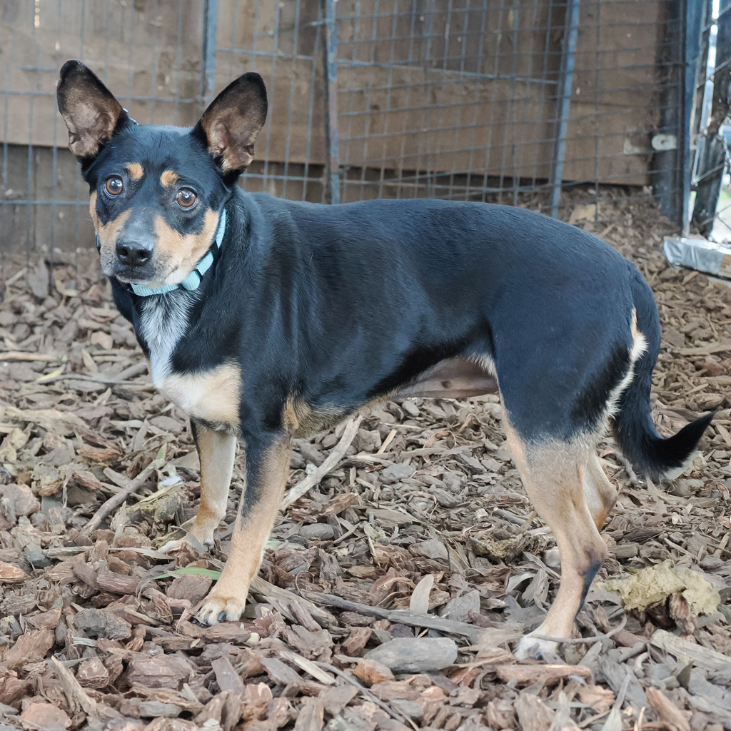 MAXIE, photo 2