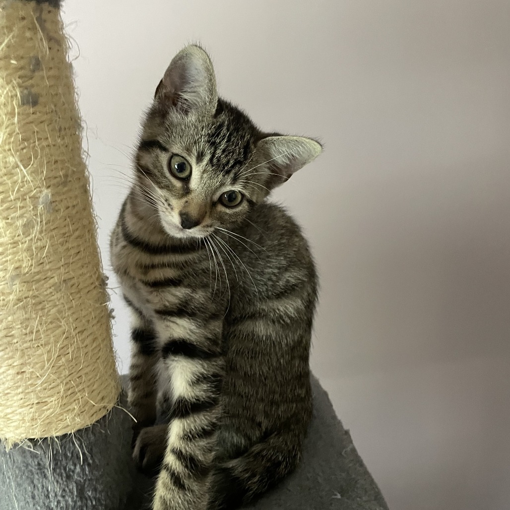 Oliver