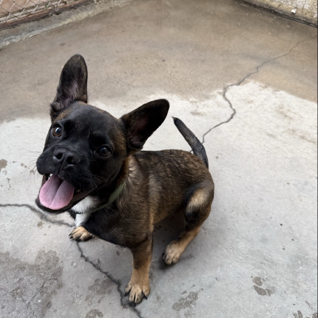 Cartwheel picture #4