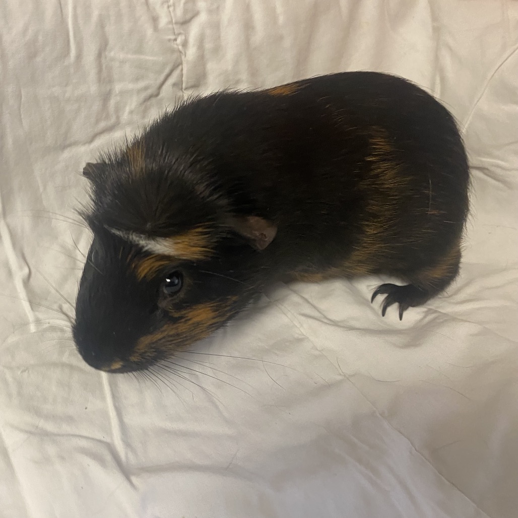 JACKSON 5 - Satin available for adoption
