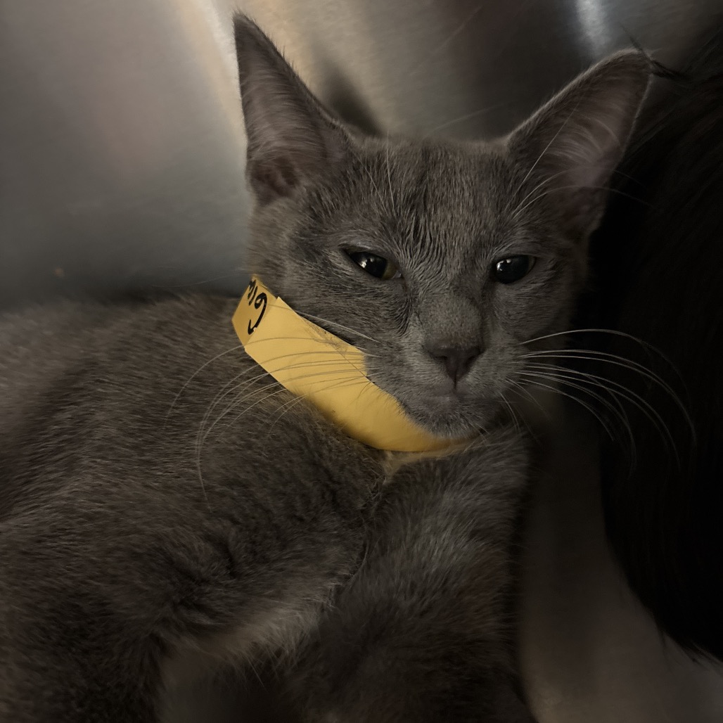 GRACELAND - Domestic Shorthair available for adoption